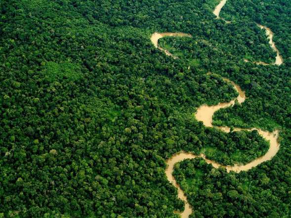 巴西雨林被称为