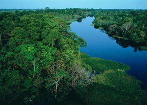 巴西雨林对全球环境作用的影响