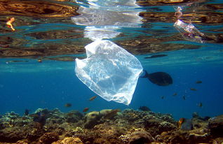 海洋塑料污染：危机四伏的治理困境