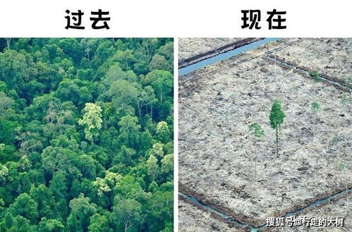 森林砍伐对气候的影响