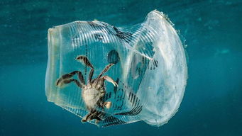 海洋塑料污染现状、危害