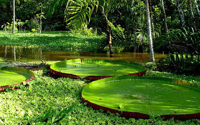 为保护巴西热带雨林献计献策