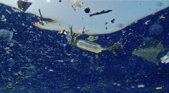 海洋塑料污染危害大吗为什么