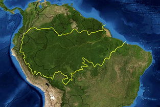 巴西雨林的经济效益