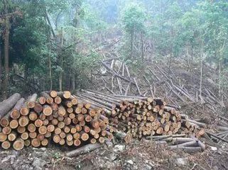 砍伐森林对气候的影响