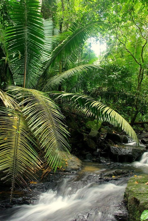 巴西设立什么形式的雨林保护区