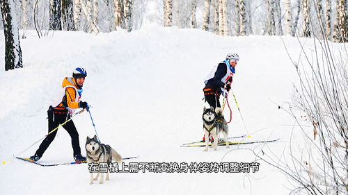 雪橇运动的种类和特点
