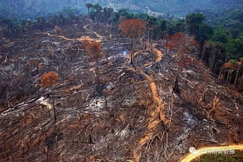 巴西政府制定的雨林保护政策措施是