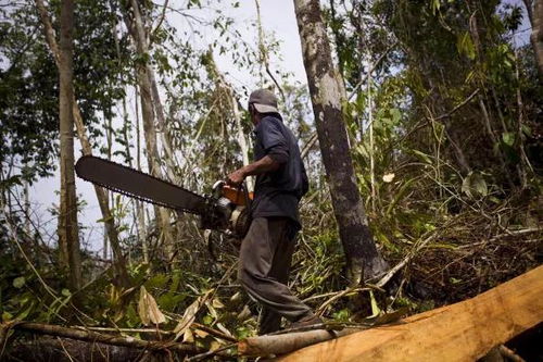 砍伐森林会对自然环境造成哪些改变和危害