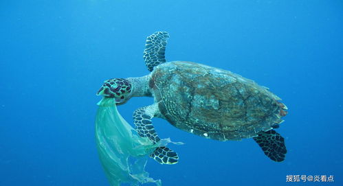 海洋塑料污染对海洋生物的影响的案例