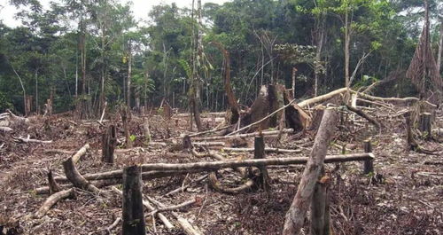 森林被砍伐将给人类带来什么后果