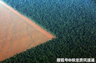 巴西保护雨林的措施