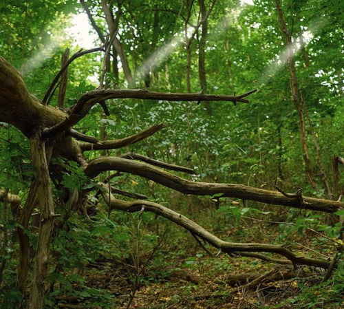 砍伐森林会对自然环境造成哪些改变对生物的生存产生