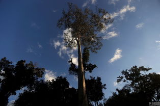 巴西政府采取什么措施保护热带雨林